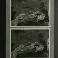 Klipspringer on cliff, field photographs for use in background, Klipspringer Group, Akeley Hall of African Mammals 