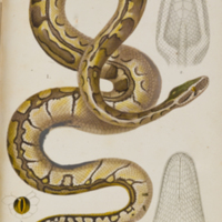 Python sebae with views of head and eye from Duméril's Erpétologie générale