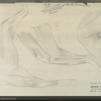 Musculature of cat limbs, drawing for Hall of North American Mammals
