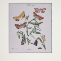 http://lbry-web-002.amnh.org/san/to_upload/titianbutterflies/b1083009_139.jpg