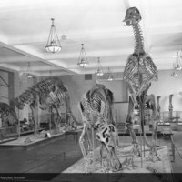 http://images.library.amnh.org/d/t/8x10/0002/00311978_l.jpg