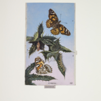 http://lbry-web-002.amnh.org/san/to_upload/titianbutterflies/b1083009_79.jpg