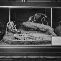 http://images.library.amnh.org/d/t/8x10/0002/00326312_l.jpg