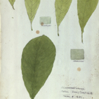 Leaves, botanical illustration with colors noted, for use in Chimpanzee Group, Akeley Hall of African Mammals 
