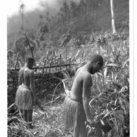 http://lbry-web-002.amnh.org/san/to_upload/Beck-PapuaNewGuinea/NG-5x7-prints/115717.jpg
