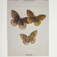 http://lbry-web-002.amnh.org/san/to_upload/titianbutterflies/b1083009_70.jpg