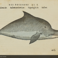 Dolphin, from Belon's  La nature &amp; diversite des poissons