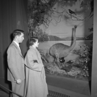 Viewing Moa Group, Whitney Hall, 1952