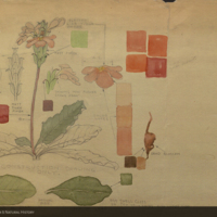 Plant, botanical illustration with colors noted, for use in Plains Group, Akeley Hall of African Mammals