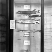 http://images.library.amnh.org/d/t/8x10/0001/00032061_l.jpg