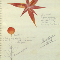 Fire weed and buck brush, botanical illustration for Grant Caribou Group, Hall of North American Mammals