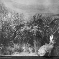 Jack Rabbit Habitat Group, 1917