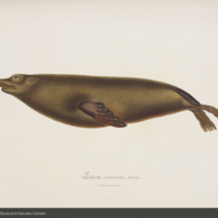 Male Australian sea lion from Quoy and Gaimard's Voyage de la corvette l'Astrolabe