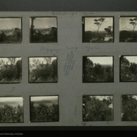 Trees, landscape, botanical field photographs mounted to card, for use in Klipspringer Group, Akeley Hall of African Mammals