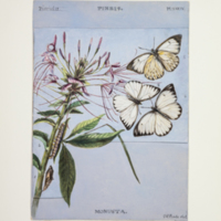 http://lbry-web-002.amnh.org/san/to_upload/titianbutterflies/b1083009_37.jpg