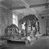 http://images.library.amnh.org/d/t/8x10/0001/00312166_l.jpg