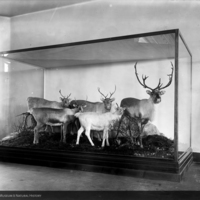 http://images.library.amnh.org/d/t/8x10/0001/00003362_l.jpg