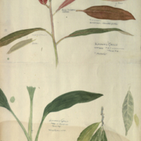 Plants, botanical illustration for use in Leopard Group, Hall of Asian Mammals 