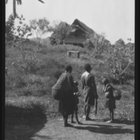 http://lbry-web-002.amnh.org/san/to_upload/Beck-PapuaNewGuinea/NG-5x7-negs/115703.jpg