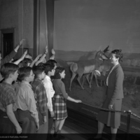 Public school class on guided tour, Elkhorn Ranch diorama, Theodore Roosevelt Memorial Halll, 1947