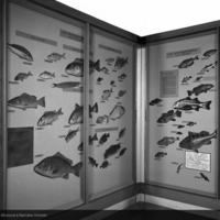 http://images.library.amnh.org/d/t/8x10/0001/00312997_l.jpg