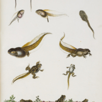 The development of the spadefoot from Rösel von Rosenhof's Historia naturalis ranarum nostratium