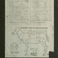 Grevy's zebra, specimen measurement chart for Water Hole Group, Akeley Hall of African Mammals