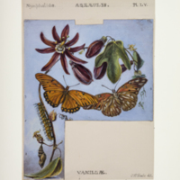 http://lbry-web-002.amnh.org/san/to_upload/titianbutterflies/b1083009_57.jpg