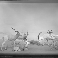 http://images.library.amnh.org/d/t/8x10/0002/00316117_l.jpg