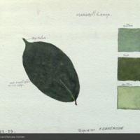 Leaf, botanical illustration with color notes, for use in Mandrill Group, Akeley Hall of African Mammals
