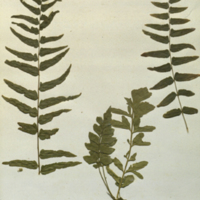 Plant specimens for use in Okapi Group no. 3, Akeley Hall of African Mammals
