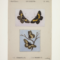 http://lbry-web-002.amnh.org/san/to_upload/titianbutterflies/b1083009_32.jpg