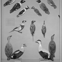 http://images.library.amnh.org/d/t/8x10/0002/00325670_l.jpg