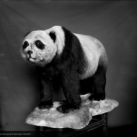 Giant panda from Eastern Tibet, 1919