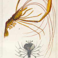Chrysoma mediterranea and various depictions of Scyllarus arctus larva from Risso's Histoire naturelle des principales productions de l'Europe méridionale