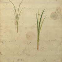 Grass, botanical illustration for use in Beaver Group, Hall of North American Mammals