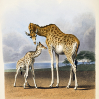 Newborn giraffe and mother from the Transactions of the Zoological Society of London