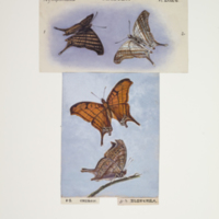 http://lbry-web-002.amnh.org/san/to_upload/titianbutterflies/b1083009_94.jpg