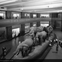 http://images.library.amnh.org/d/t/8x10/0002/00328663_l.jpg