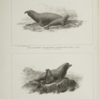 Northern elephant seal and sea-lion from Scammon's The marine mammals of the north-western coast of North America