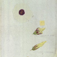 Yellow flower, botanical illustration with color note for Buffalo Group, Akeley Hall of African Mammals