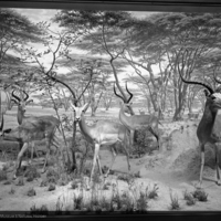 http://images.library.amnh.org/d/t/8x10/0001/00315113_l.jpg
