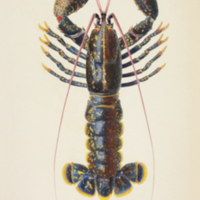 European lobster (Homarus gammarus) from d'Orbigny's  Dictionnaire universel d'histoire naturelle