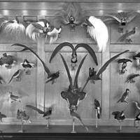 http://images.library.amnh.org/d/t/8x10/0001/00031959_l.jpg