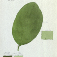 Leaf, botanical illustration with colors noted, for use in Mandrill Group, Akeley Hall of African Mammals