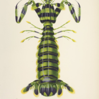 Mantis shrimp Lyosiosquillina maculata from d'Orbigny's  Dictionnaire universel d'histoire naturelle