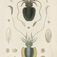 Cuttlefish from Quoy and Gaimard's  Voyage de la corvette l'Astrolabe