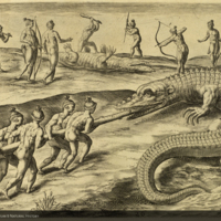 Hunting alligators from Bry's Americae