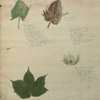 Botanical illustration, Hall of Asian Mammals
