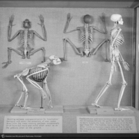 http://images.library.amnh.org/d/t/8x10/0001/00314255_l.jpg
